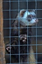 Ferret in a cage