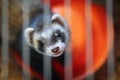 Ferret in the cage Royalty Free Stock Photo