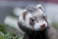 Ferret face with dirty nose looking somewere