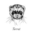 Ferret face, with inscription, hand drawn doodle, drawing sketch in gravure style, vector