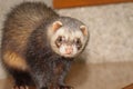 Ferret face Royalty Free Stock Photo