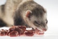 Ferret feeding Royalty Free Stock Photo