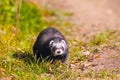 Ferret on the grass Royalty Free Stock Photo