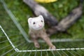 Ferret in grass in nature in playpen grib Royalty Free Stock Photo