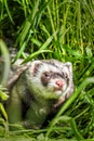 Ferret in the grass Royalty Free Stock Photo