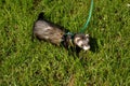 Ferret in grass Royalty Free Stock Photo