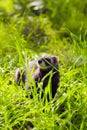 Ferret on the grass Royalty Free Stock Photo