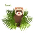 Ferret in green leaves of fern, polecat cute friendly animal