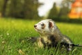 Ferret on green meadow Royalty Free Stock Photo