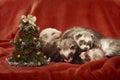 Ferret group posing side by side with christmas tree in studio Royalty Free Stock Photo