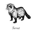 Ferret, hand drawn doodle, drawing sketch in gravure style, vector