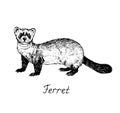Ferret, hand drawn doodle, drawing sketch in gravure style, vector