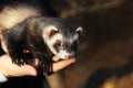 ferret on a human hands