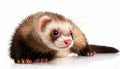 Ferret, isoalated on white background Royalty Free Stock Photo