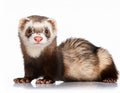 Ferret, isoalated on white background Royalty Free Stock Photo