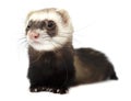 Ferret isolated on a white background Royalty Free Stock Photo