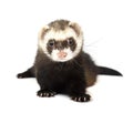Ferret isolated on a white background Royalty Free Stock Photo