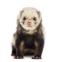 Ferret isolated on white Royalty Free Stock Photo