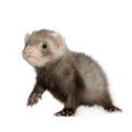 Ferret kit Royalty Free Stock Photo