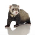 Ferret kit (6 weeks) Royalty Free Stock Photo