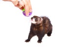 Ferret kit and toy Royalty Free Stock Photo