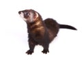 Ferret kit Royalty Free Stock Photo