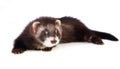 Ferret kit Royalty Free Stock Photo