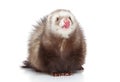 Ferret licks on a white background Royalty Free Stock Photo