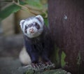 Ferret looking at the camera Royalty Free Stock Photo