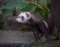 Ferret looking at the camera