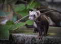 Ferret looking at the camera Royalty Free Stock Photo
