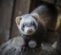 Ferret looking at the camera Royalty Free Stock Photo