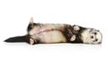 Ferret lying on a white background Royalty Free Stock Photo