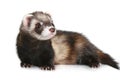 Ferret (Mustela putorius furo) Royalty Free Stock Photo