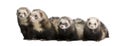 Ferret - Mustela putorius furo Royalty Free Stock Photo