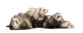 Ferret - Mustela putorius furo Royalty Free Stock Photo