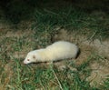 Ferret, mustela putorius furo, Albino Adult Royalty Free Stock Photo