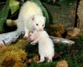 Ferret, mustela putorius furo, Female carrying Young Royalty Free Stock Photo