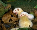 Ferret, mustela putorius furo, Female with Cub Royalty Free Stock Photo