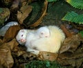 Ferret, mustela putorius furo, Female with Young Royalty Free Stock Photo