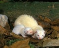 Ferret, mustela putorius furo, Female with Young Royalty Free Stock Photo