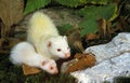 FERRET mustela putorius furo, FEMALE WITH YOUNG