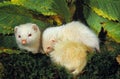 FERRET mustela putorius furo, FEMALE WITH YOUNG Royalty Free Stock Photo