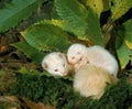 Ferret, mustela putorius furo, Mother with Young Sleeping Royalty Free Stock Photo