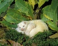 Ferret, mustela putorius furo, Mother with Young suckling Royalty Free Stock Photo