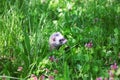 Ferret, Mustela putorius Royalty Free Stock Photo
