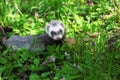 Ferret, Mustela putorius Royalty Free Stock Photo