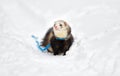 Ferret outdoors on snow in winter Royalty Free Stock Photo