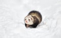 Ferret outdoors on snow in winter Royalty Free Stock Photo