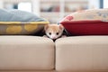 ferret peeking from behind sofa cushions